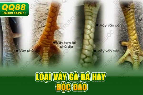 Loại vảy gà đá hay độc đáo