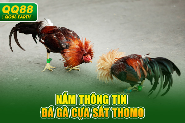 Nắm thông tin đá gà cựa sắt Thomo